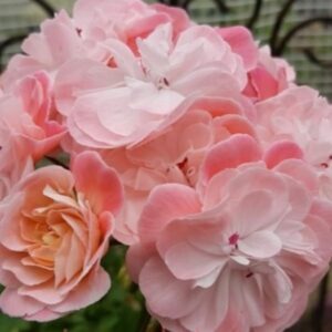 Пеларгония зонартик PG ZA Lennart