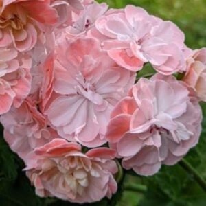 Пеларгония зонартик PG ZA Lennart