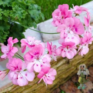 Пеларгония зонартик PG ZA Louise