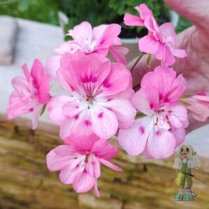 Пеларгония зонартик PG ZA Louise