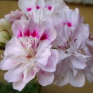 Пеларгония зонартик PG ZA Robert