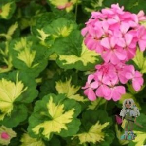 Пеларгония зональная Pink Happy Thought