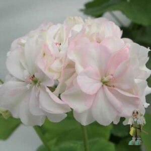 Пеларгония зональная Pot Pourri