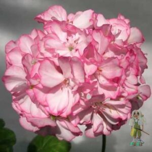 Пеларгония зональная Pretty Petticoat