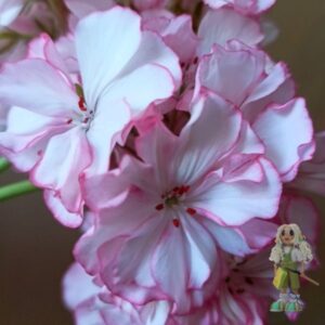 Пеларгония зональная Pretty Petticoat
