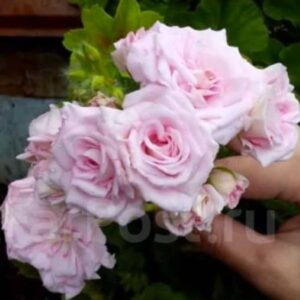 Пеларгония ivy-гибрид Rococo