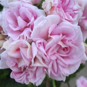 Пеларгония ivy-гибрид Rococo