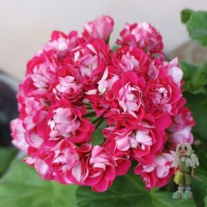 Пеларгония зональная Rosebud Supreme