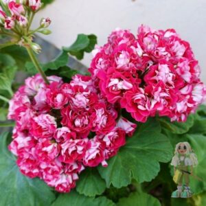 Пеларгония зональная Rosebud Supreme