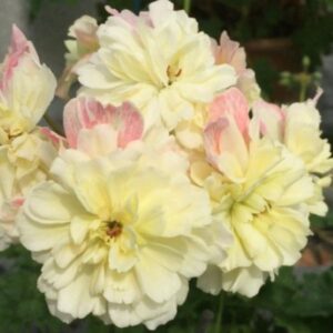 Пеларгония зонартик Rushmoor Zambezi