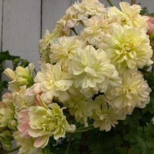 Пеларгония зонартик Rushmoor Zambezi