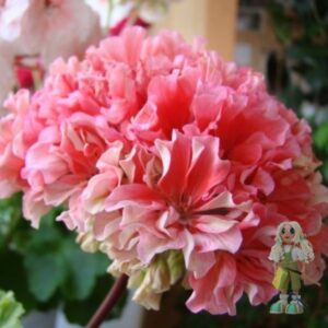 Пеларгония зональная Sarah Hunt