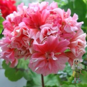 Пеларгония зональная Sarah Hunt