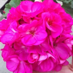 Пеларгония зональная Survivor Idols Blue