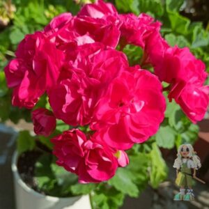 Пеларгония зональная Survivor Idols Rosalinda