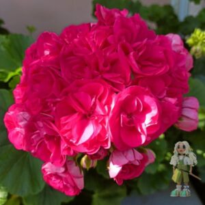 Пеларгония зональная Survivor Idols Rosalinda