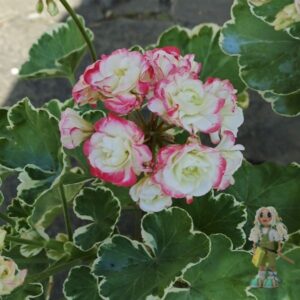 Пеларгония зональная Uaito Ringu