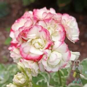 Пеларгония зональная Uaito Ringu