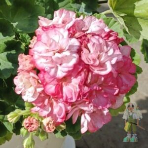 Пеларгония зональная Unicom Monday Morning