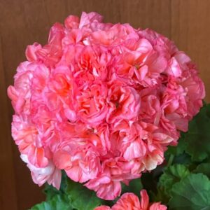 Пеларгония зональная ВК-Елена