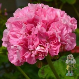 Пеларгония зональная Волна Арамиль