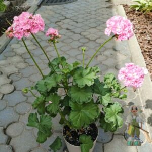 Пеларгония зональная Волна Арамиль