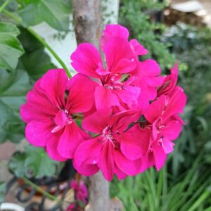 Пеларгония плющелистная Tornado Fuchsia