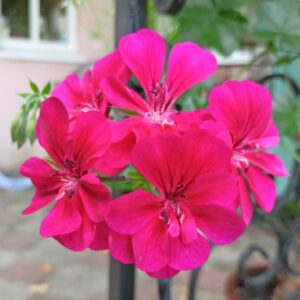 Пеларгония плющелистная Tornado Fuchsia