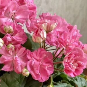 Пеларгония зональная МиОл Моника