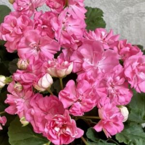 Пеларгония зональная МиОл Моника