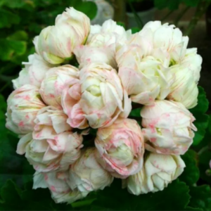 Пеларгония зональная Ю-Царская невеста