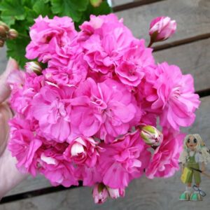 Пеларгония зональная Ю-Дикая Роза