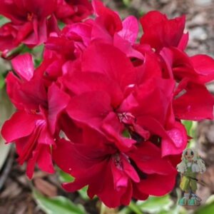 Пеларгония плющелистная Atlantic Red Velvet