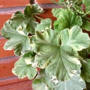 Пеларгония душистая Atomic Snowflake