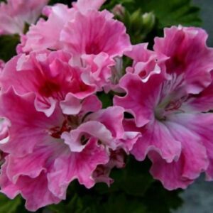 Пеларгония королевская Birthday Girl