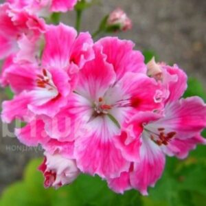 Пеларгония королевская Birthday Girl