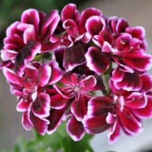 Пеларгония плющелистная Bonito Variegated