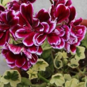 Пеларгония плющелистная Bonito Variegated