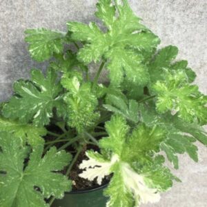 Пеларгония душистая Both’s Snowflake