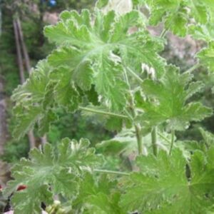 Пеларгония душистая Both’s Snowflake