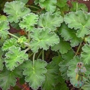 Пеларгония душистая Brilliantine