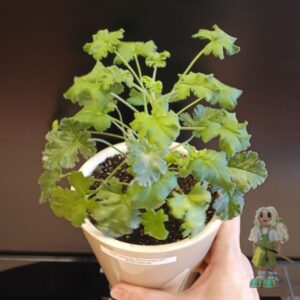 Пеларгония душистая Brilliantine