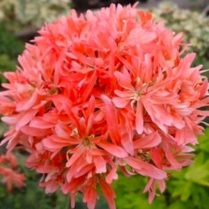 Пеларгония стеллар Bronze Butterfly