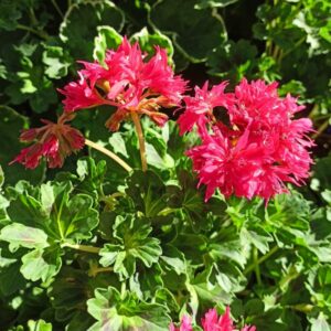 Пеларгония стеллар Bronze Butterfly