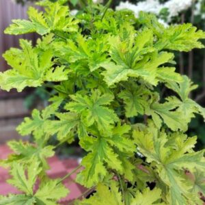 Пеларгония душистая Charity