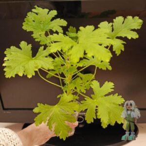 Пеларгония душистая Citronella