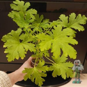 Пеларгония душистая Citronella