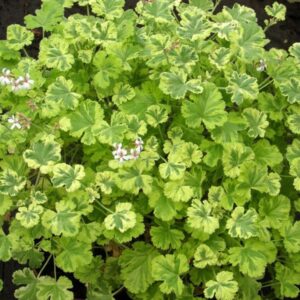 Пеларгония душистая Creamy Nutmeg