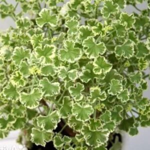 Пеларгония душистая Crispum Variegatum