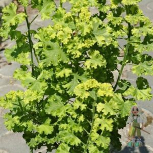 Пеларгония душистая Cy’s Sunburst